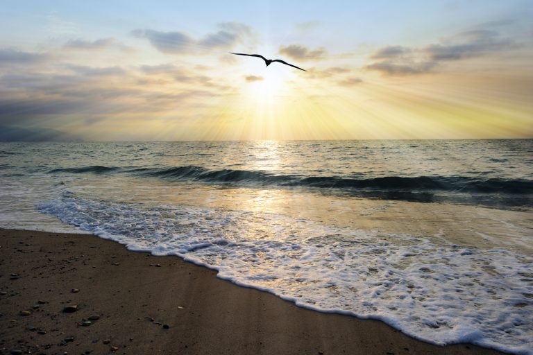 Bird and sunset at beach