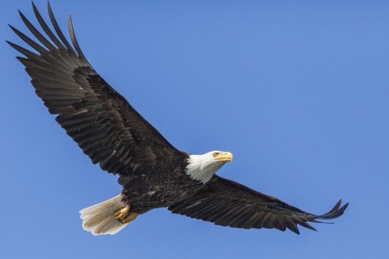 Bald Eagle