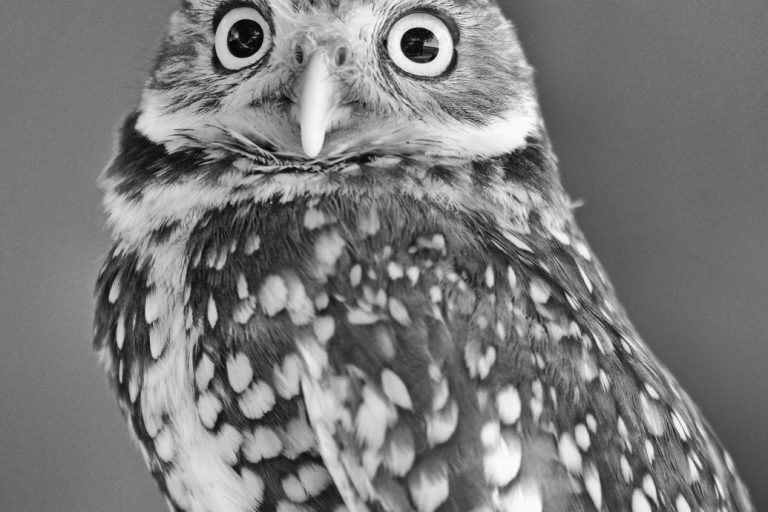 Burrowing owl facing forward with big yellow eyes